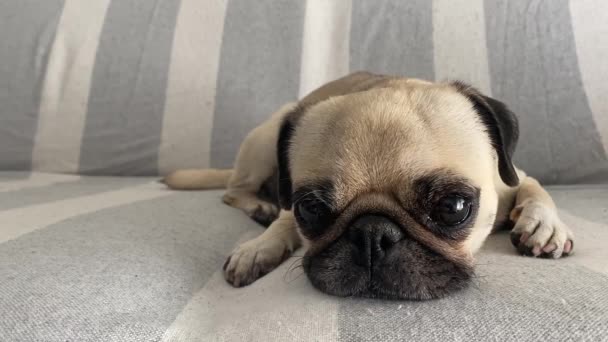 Relaxed Pug Breed Dog Sofa Listening Looking Camera — Wideo stockowe