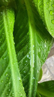 Green leaves with drops of water. Deep green leaves after rain. Fresh, pure and relaxing