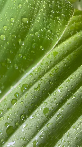 Green leaves with drops of water. Deep green leaves after rain. Fresh, pure and relaxing