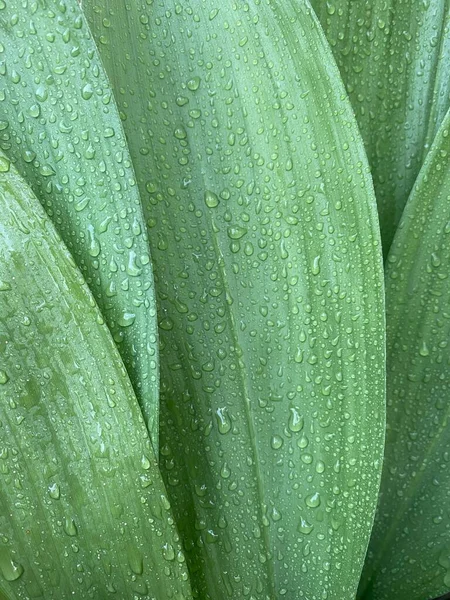 Green leaves with drops of water. Deep green leaves after rain. Fresh, pure and relaxing