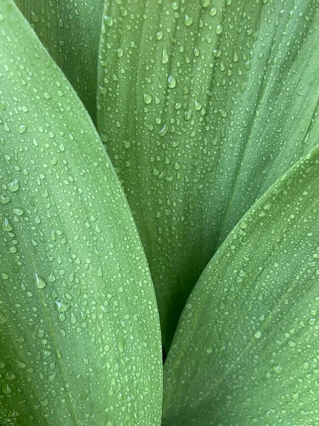 Green leaves with drops of water. Deep green leaves after rain. Fresh, pure and relaxing