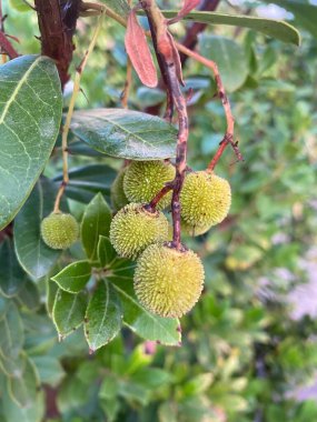 Strawberry tree bush with small arbutus fruits
