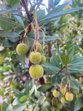Strawberry tree bush with small arbutus fruits