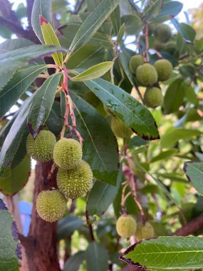 Strawberry tree bush with small arbutus fruits