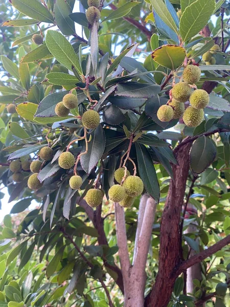 Strawberry tree bush with small arbutus fruits