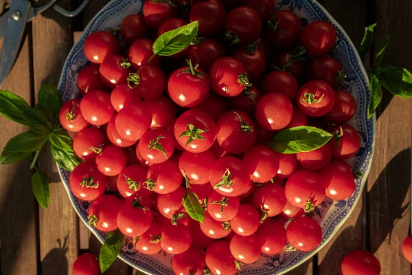 Plate Full Ripe Cherry Tomatoes Wooden Table Sunlight — 스톡 사진