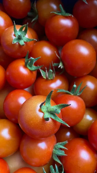 Good Amount Red Cherry Tomatoes Freshly Picked Garden — Stockfoto
