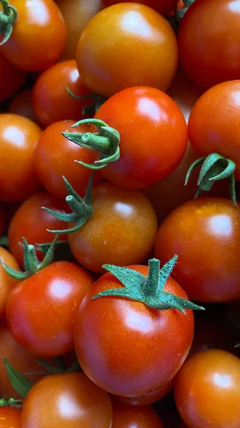 Good Amount Red Cherry Tomatoes Freshly Picked Garden — Stockfoto