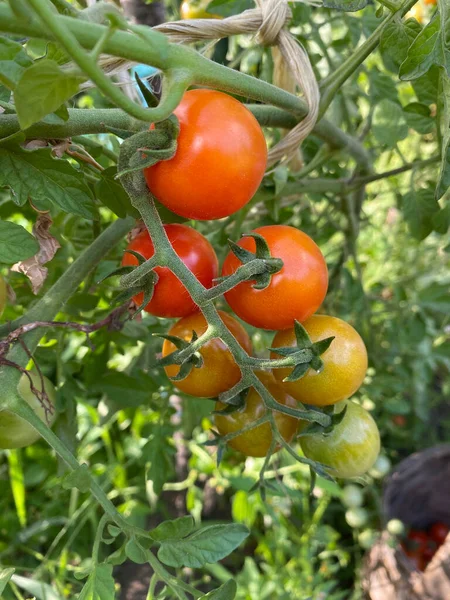 Tomato plant with cherry tomatoes in the garden. Cherry tomatoes ready to be picked