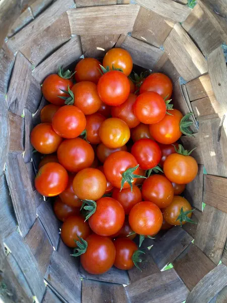 Wicker Basket Full Freshly Picked Cherry Tomatoes Home Garden — Stockfoto