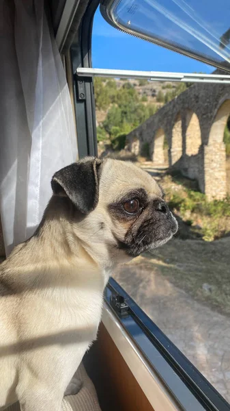 Viaja Con Perros Pug Criar Perros Dentro Una Autocaravana Vacaciones — Foto de Stock