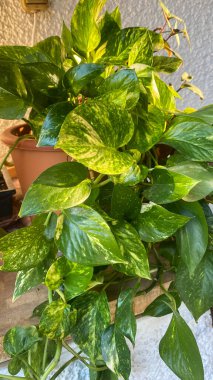 Potho dekore etmek için ideal bir tırmanış bitkisidir. Dekoratif olmasının yanı sıra, havayı zehirli maddelerden arındıracak.