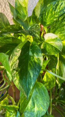 Potho dekore etmek için ideal bir tırmanış bitkisidir. Dekoratif olmasının yanı sıra, havayı zehirli maddelerden arındıracak.