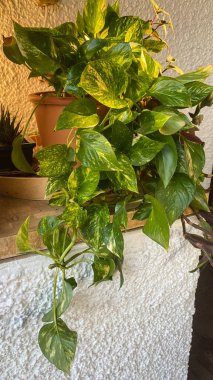 Potho dekore etmek için ideal bir tırmanış bitkisidir. Dekoratif olmasının yanı sıra, havayı zehirli maddelerden arındıracak.