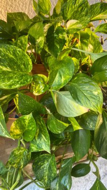 Potho dekore etmek için ideal bir tırmanış bitkisidir. Dekoratif olmasının yanı sıra, havayı zehirli maddelerden arındıracak.