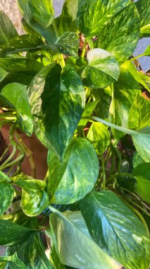 Potho dekore etmek için ideal bir tırmanış bitkisidir. Dekoratif olmasının yanı sıra, havayı zehirli maddelerden arındıracak.