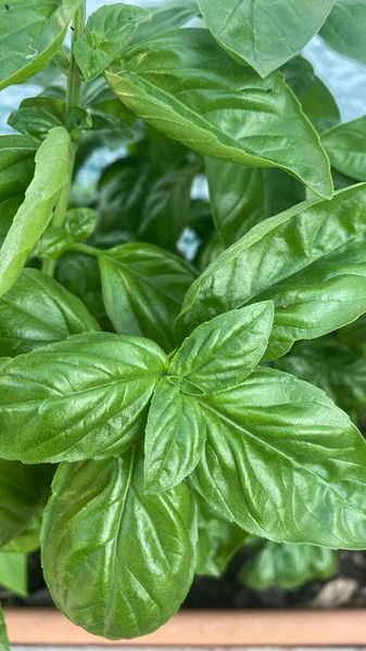 Basil plant. Fresh basil leaves in the garden. aromatic plant