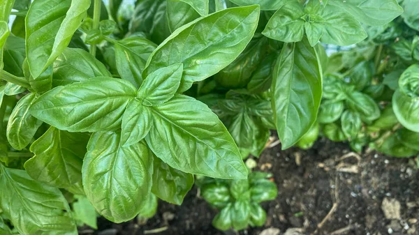 Basil plant. Fresh basil leaves in the garden. aromatic plant