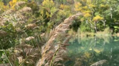 Cuenca 'da güzel bir sonbahar manzarası, Castilla la la Mancha, İspanya' daki Jcar nehrinin yanında.
