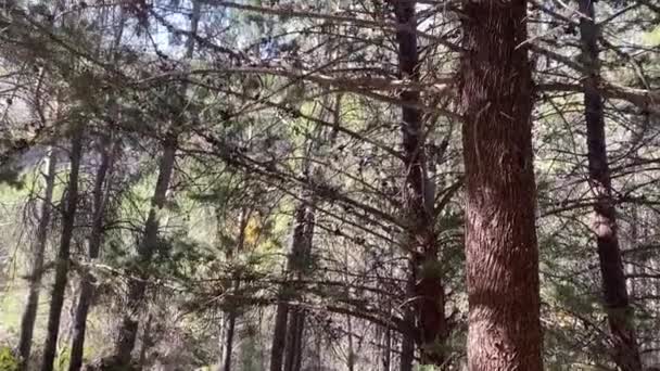 Соснові Дерева Сьєрра Куенка Кастилія Манча Іспанія — стокове відео