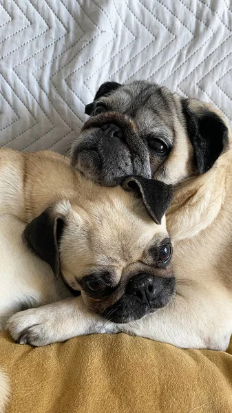 Een Schattig Koppel Pug Honden Liggen Dicht Bij Elkaar Bank — Stockfoto