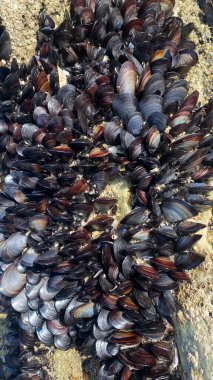 İspanya 'nın Galiçya kıyısındaki kayalıklarda yaşayan midyeler. Galiçya 'daki La Coruna' dan midyeler