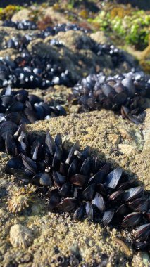 İspanya 'nın Galiçya kıyısındaki kayalıklarda yaşayan midyeler. Galiçya 'daki La Coruna' dan midyeler