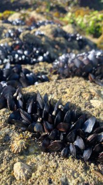 İspanya 'nın Galiçya kıyısındaki kayalıklarda yaşayan midyeler. Galiçya 'daki La Coruna' dan midyeler