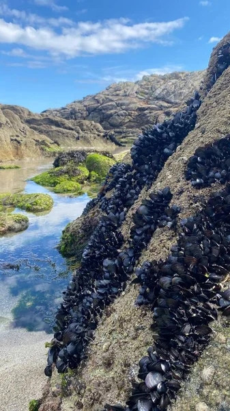 Lebende Muscheln Auf Den Felsen Der Küste Von Galicien Spanien — Stockfoto
