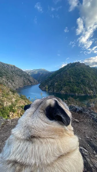 Pug Plemeno Pes Těší Výhled Řeku Sil Kaňonu Galicii Výhled — Stock fotografie