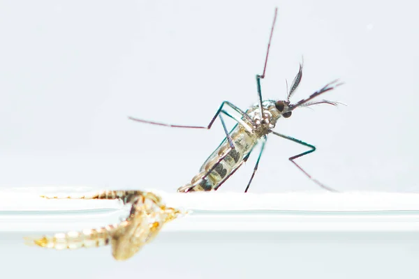 Mosquito Saliendo Caparazón Pupa Sobre Superficie Del Agua —  Fotos de Stock