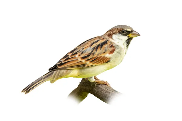 Młody Samiec House Sparrow Siedzi Grzędzie Odizolowany Białym Tle — Zdjęcie stockowe