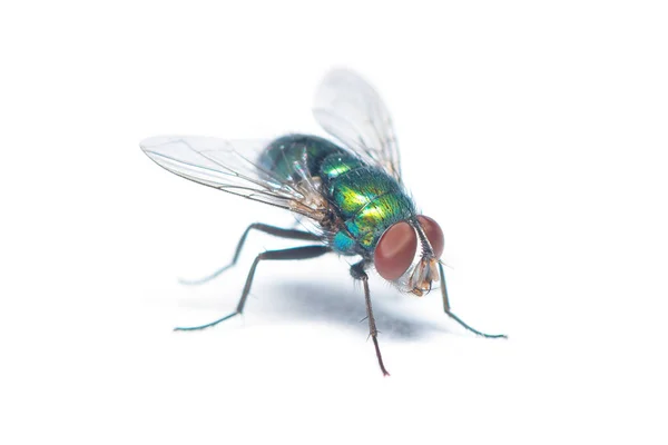 Diagonale Weergave Van Glinsterende Green Bottle Fly Geïsoleerd Witte Achtergrond — Stockfoto