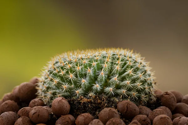 Mammillaria Perbella Cactus Una Vaina Bola Leca Con Fondo Borroso —  Fotos de Stock