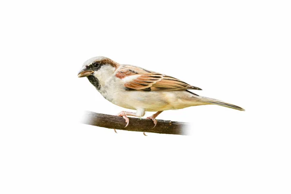Mladiství Muži House Sparrow Sedí Bidýlku Izolované Bílém Pozadí — Stock fotografie