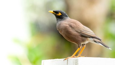 Myna, direğin tepesine tüneyerek uzak bir mesafeye bakıyor.