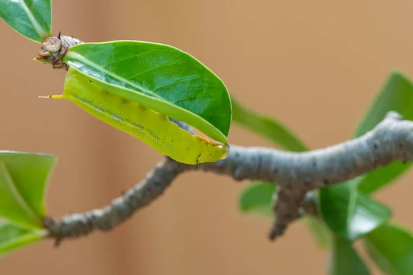 Oruga Polilla Oleander Hawk Verde Brillante Posando Sobre Una Hoja —  Fotos de Stock