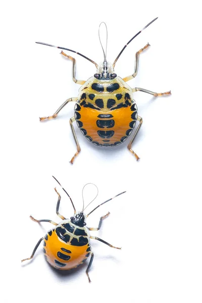 Eine Bunte Nymphe Citrus Stink Bug Isoliert Auf Weißem Hintergrund — Stockfoto