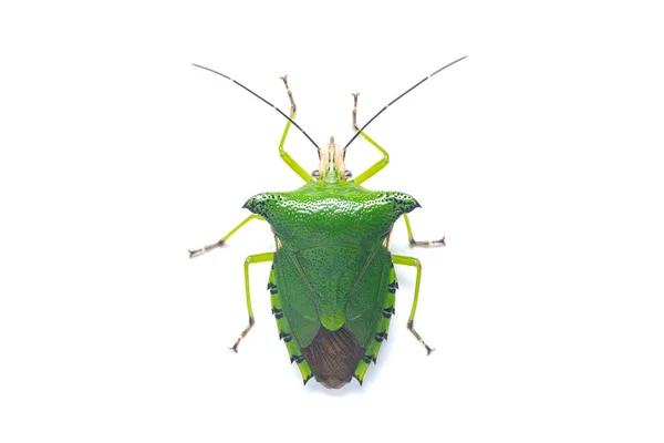 Draufsicht Auf Citrus Stink Bug Isoliert Auf Weißem Hintergrund — Stockfoto