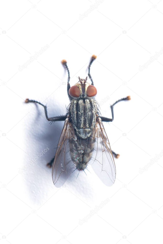 Top view of Flesh Fly isolated on white background