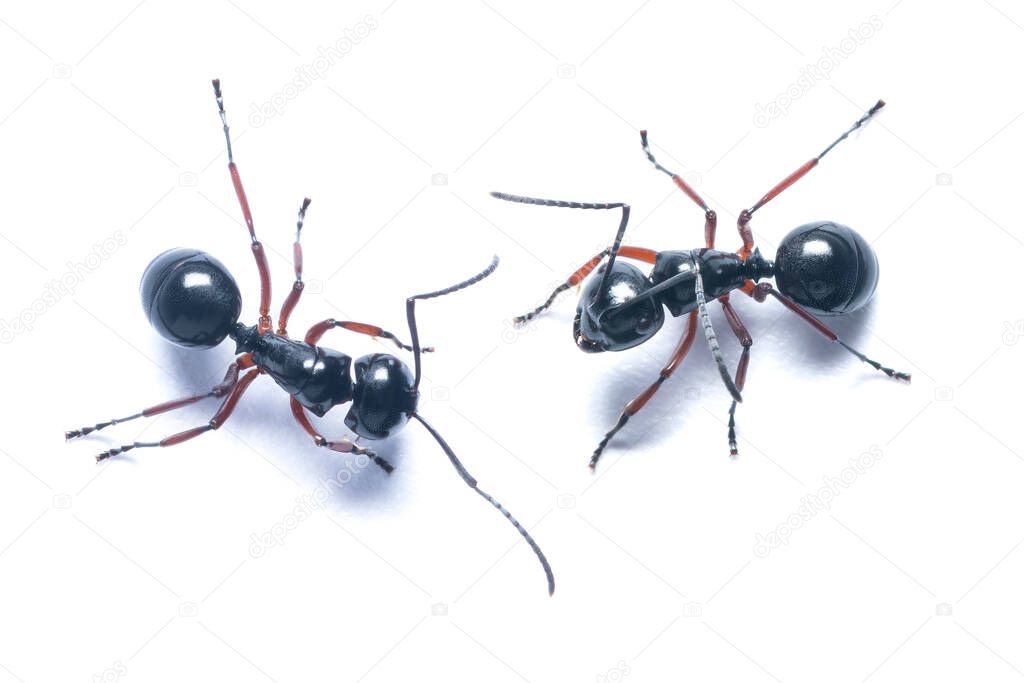 Top view of two Black Garden Ants isolated on white background