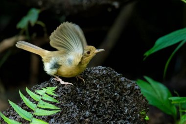 Kabarık göğüslü geveze kara kayalara tüneyip kanatlarını çırpıyor.