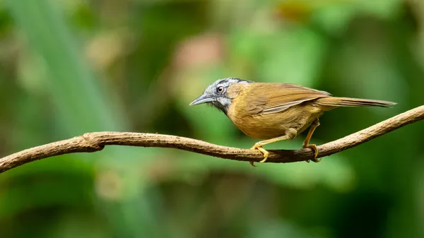 Babbler Šedým Hrdlem Sedí Liánové Větvi Dívá Dálky — Stock fotografie