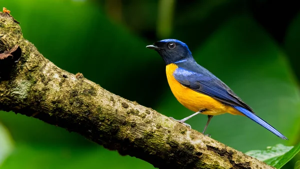 Colorido Rufous Bellied Niltava Poleiro Galho Árvore Olhando Para Uma — Fotografia de Stock