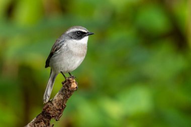 Erkek Gri Bushchat bir tüneğe tüneyerek uzaklığa bakıyor.