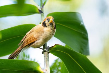 Benekli göğüslü Parrotbill ağaç dalında Uzağa bakıyor