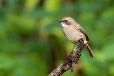Dişi Gri Bushchat, tüneğe tünemiş, uzaktan bakıyor.