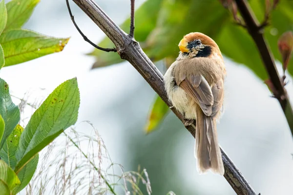 Fleckbrust Papageienvogel Auf Ast Und Blickt Die Ferne — Stockfoto