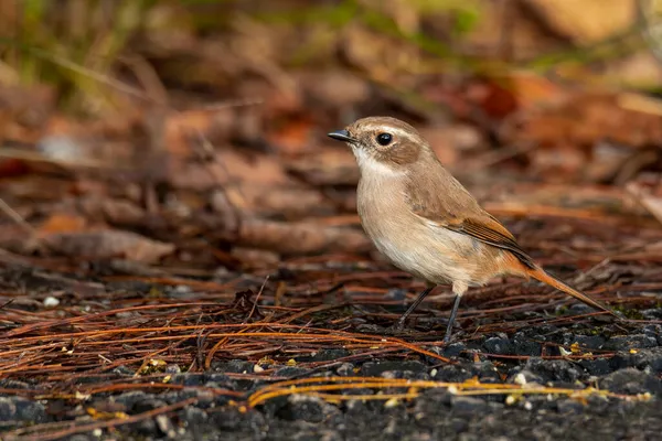 Dişi Gri Bushchat yere tünemiş Uzağa bakıyor