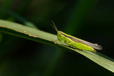 Çimen yaprağına tüneyen renkli çekirge koyu yeşil arka planda